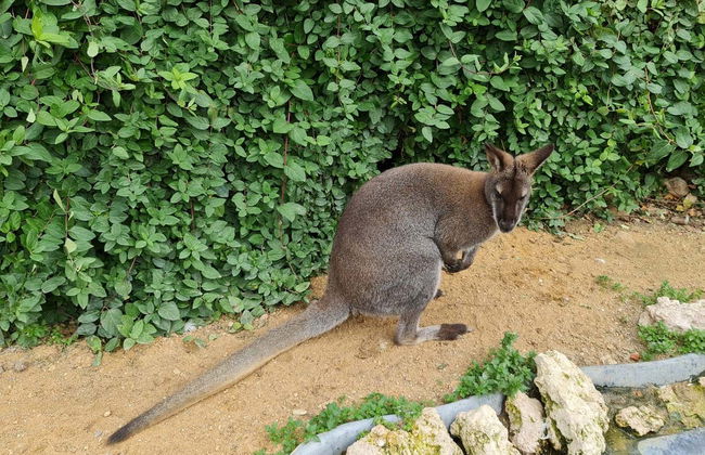 La Era de las Aves Zoo Ticket - Foto 3