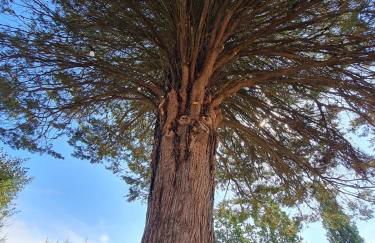 OLEA casa vacanze - Foto 42