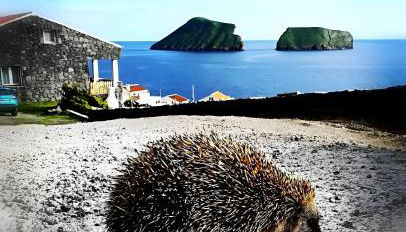 Breathe Nature - Beach House Azores - Foto 2