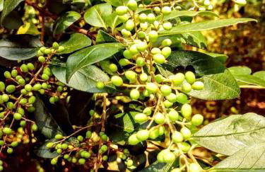 Secluded Watertree Tiny House near Old Hickory Lake – Private Deck, Trails & Breakfast - Foto 58