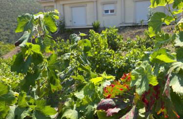 Villa Quinta Dom Reis - Foto 4