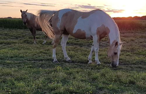 Bauernhof Südfrersbüll - Foto 13