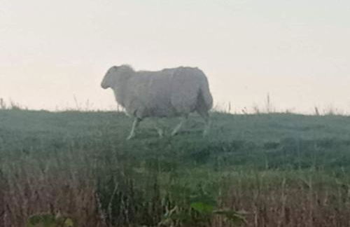 Cosy Rural Gilbert Hights Llandovery Cynghordy - Foto 43