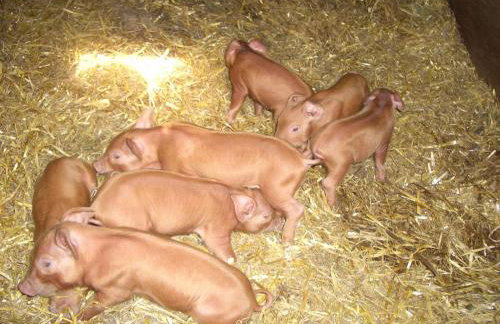 Corner Farm Barn - Foto 22