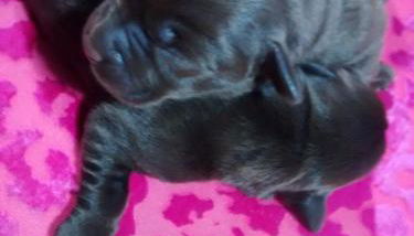 Casarao dos Reis - Foto 2