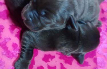 Casarao dos Reis - Foto 2