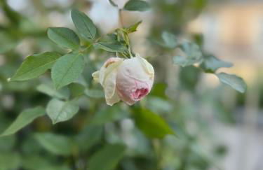 Les Terrasses de l Arc - Foto 16