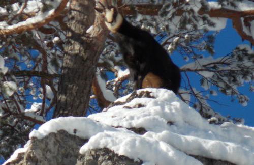 Gästehaus Simon - Foto 17