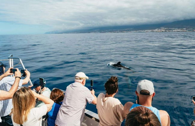 Los Cristianos Whale + Dolphin Watching Boat Tour - Photo 10