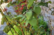 Tsonos Apartments - Photo 70