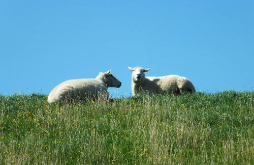 Ferienwohnung in Osterdeichstrich - Foto 24