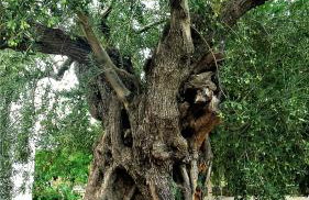 Manto Studios - Photo 35