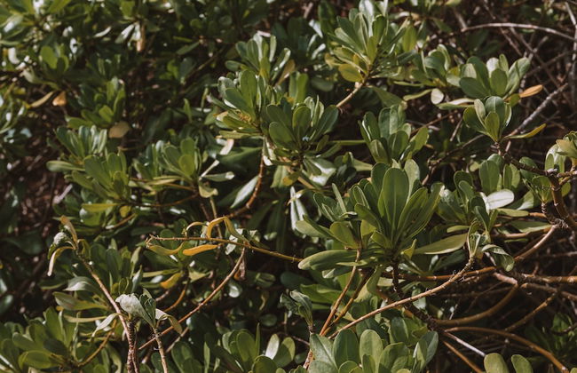 Kauai Plantation Hale Hotel - Foto 102