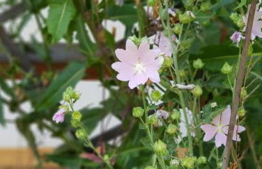 Ferienwohnung Bader - Photo 13