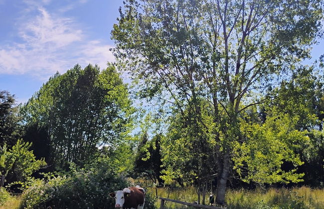 Campos de Frutillar - Foto 9