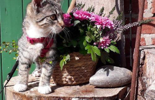 503 Landidyll - Foto 47