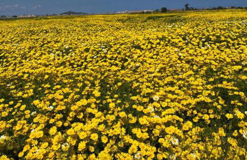 Antilia Terraces Colibri Apartment - 5710 - Foto 76