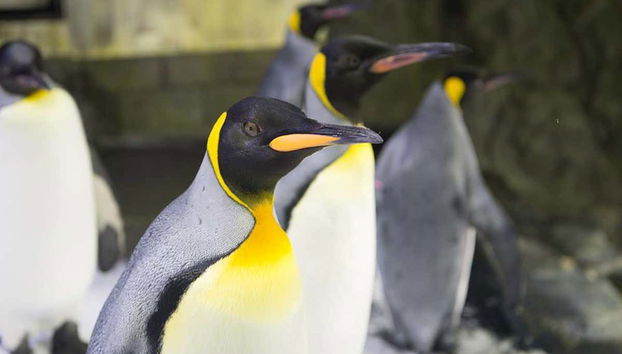 SEA LIFE ® Sydney Entrance Ticket - Foto 4