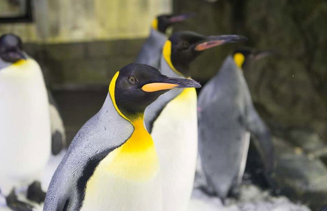 SEA LIFE ® Sydney Entrance Ticket - Foto 3