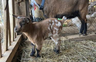 Domaine de Montfort - Foto 55