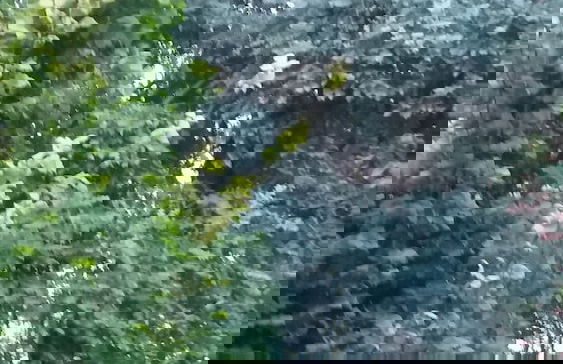 Woodland Gardens - Photo 64