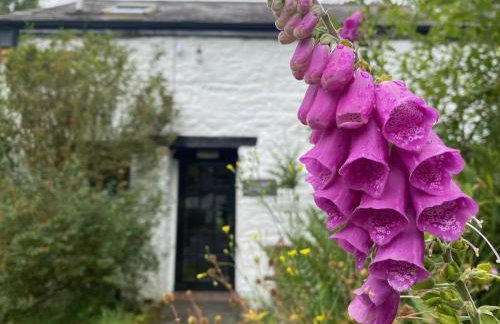 Brynarth Country Cottages - Foto 73