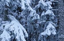 Lodge Pizzo Alpestre - Foto 21