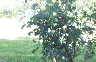 Ndila Cottage piscine privée - Foto 68