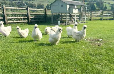 Bents Holiday Cottage, parking and country views - Foto 34