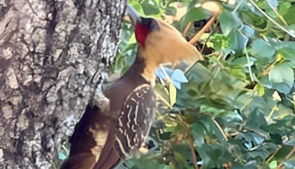 Casa Tuiuiú com 4 quartos e área gourmet em Bonito - Foto 5