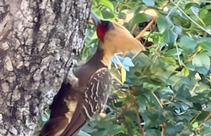 Casa Tuiuiú com 4 quartos e área gourmet em Bonito - Foto 7
