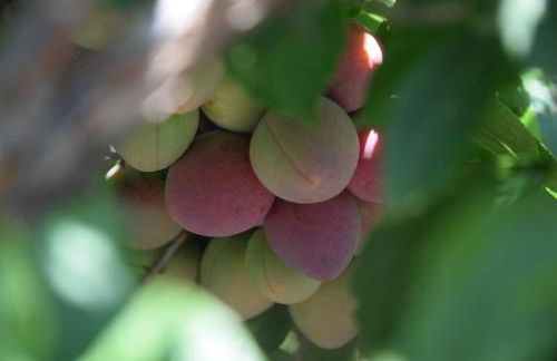 Casa il Carrubbo - Foto 42