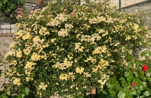 Villa Dora Gardasee - Foto 15