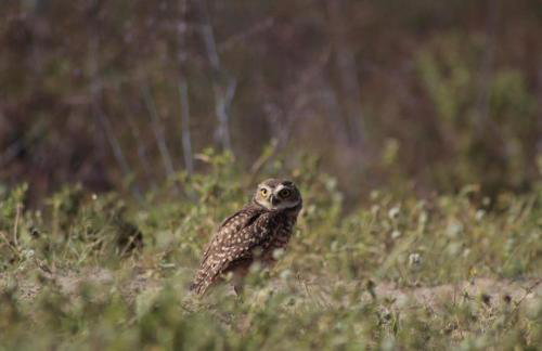 Fazenda Terra Bonita - Foto 7