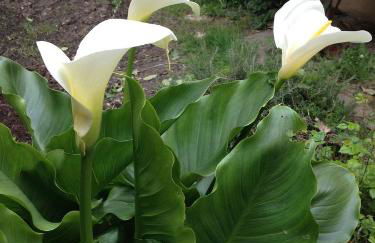 Le Croix Rousse Jacquard - Foto 27