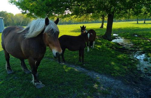 eco nature, gite à la ferme - Foto 37