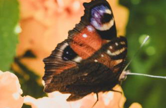 Leśna Enklawa - Foto 2