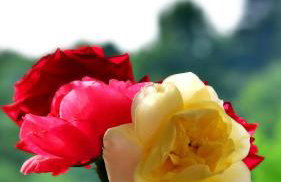 Apartment Stjepan - Foto 14