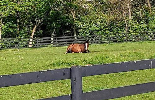 102 Acre Pet Friendly Horse Farm! Bring your horse too! - Foto 8