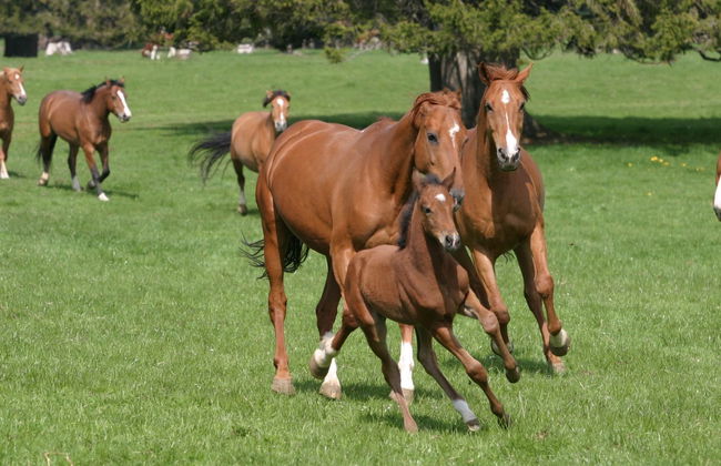 Appartement - Beau-séjour - Foto 10