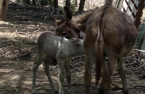 Fattoria Cà Di Gianni - Foto 28