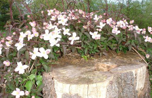 Country Garden House Holiday Homes - Foto 33