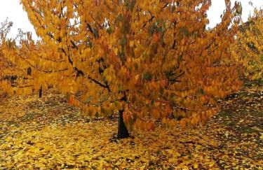 La Lancha del Jerte - Foto 26
