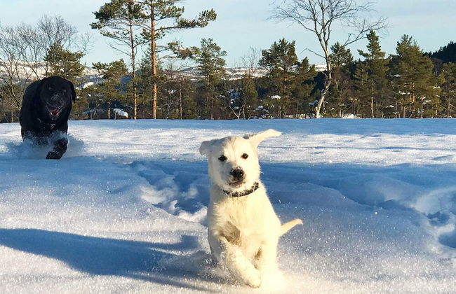 15 Person Holiday Home in Treungen - Foto 22