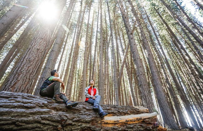 Victoria Island & Myrtle Forest Day Trip - Foto 2