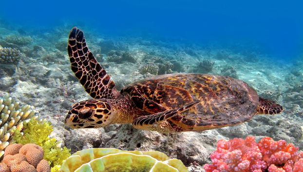 Pacific Shores B102 - Foto 5, Miscelánea