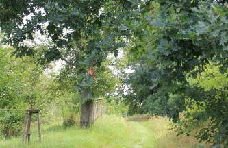 Apfelscheune Cannewitz - Foto 57