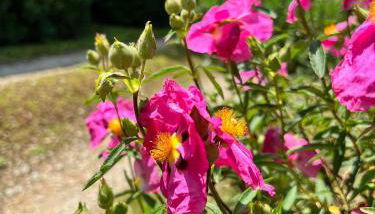 Villa Elena Tuscany - Pool & Garden Arezzo - IHH - Foto 5