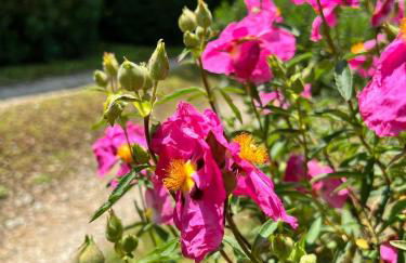 Villa Elena Tuscany - Pool & Garden Arezzo - IHH - Foto 5