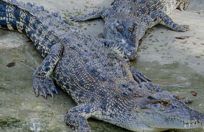 Crocodile Park & Tribu K’Mindanawan Tour - Photo 1